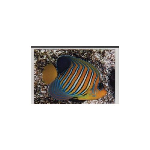 Carte Postale N°18 Poisson Ange Duc