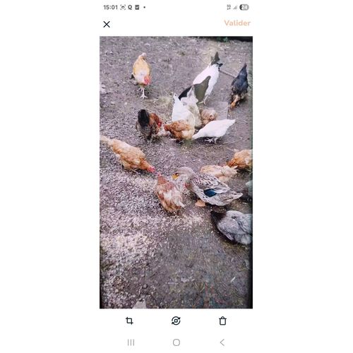 Oeufs Frais De La Ferme