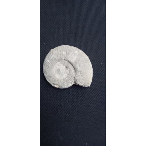 Fossile Ammonite 55mm