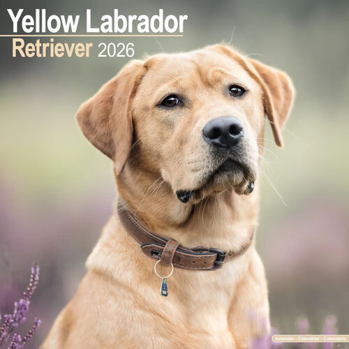 Labrador Retriever (Yellow) Calendar 2026 Square Dog Breed Wall Calendar - 16 Month Calendar Book