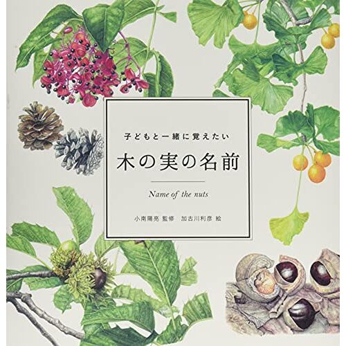 (Momo Book)