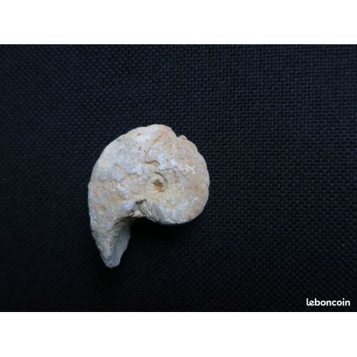 Fossile Nautile 35mm