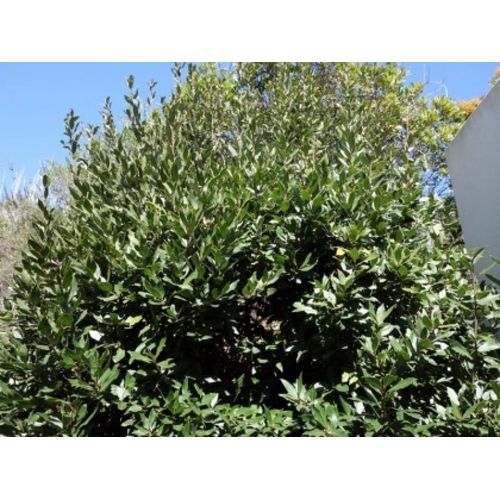 Laurier Sauce 30 Graines