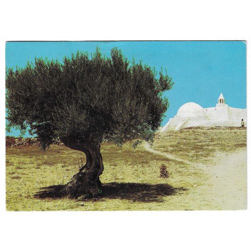 Carte Postale N°18 , Jerba , Olivier Millénaire Et Mosquée