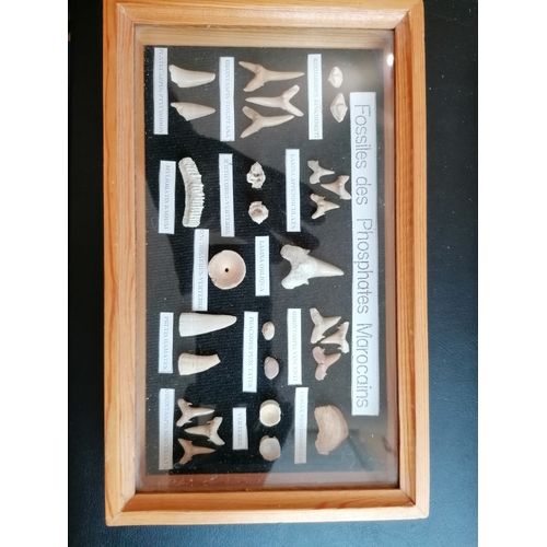 Fossiles Authentiques De Phosphates Marocains Dents Et Vertèbres. Collection Vitrine À Accrocher.
