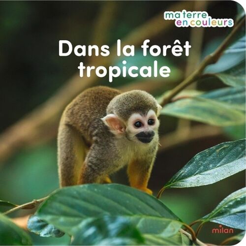 Dans La Forêt Tropicale