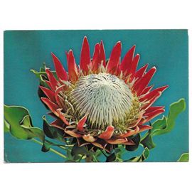 Carte Postale Protea , South Africa , 9.04.82 ( 1982 )