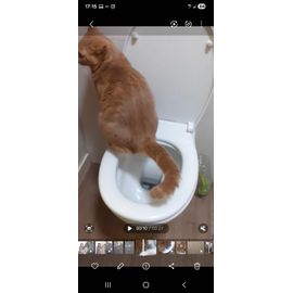 Kit D'Entrainement Toilette Pour Chat