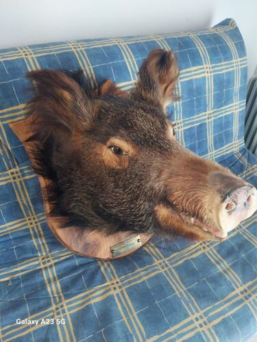 Tête De Sanglier Naturalisée