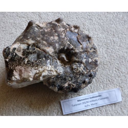 Fossile Ammonite Mammite Nodoside