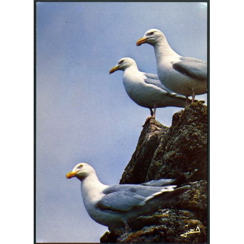 Carte Postale Couleurs De Bretagne , Goélands Argentés