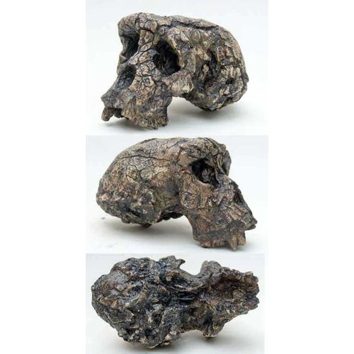 Reproduction Fossile Crane Sahelanthropus Tchadensis Toumaï 