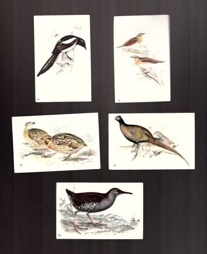 Cartes Fromageries Grosjean Frères N°3/37/60/63/72 - 5 Images Légendées Pour Album Oiseaux De Nos Pays (08x5cm Env)