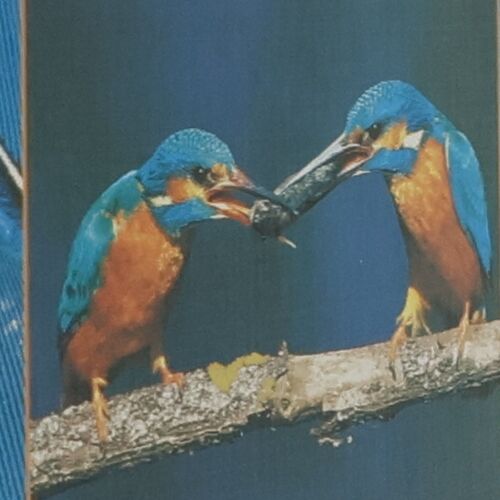 Die Tiere Unserer Heimat | Gunter Steinbach