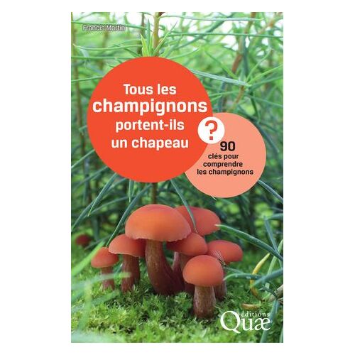 Tous Les Champignons Portent-Ils Un Chapeau ?