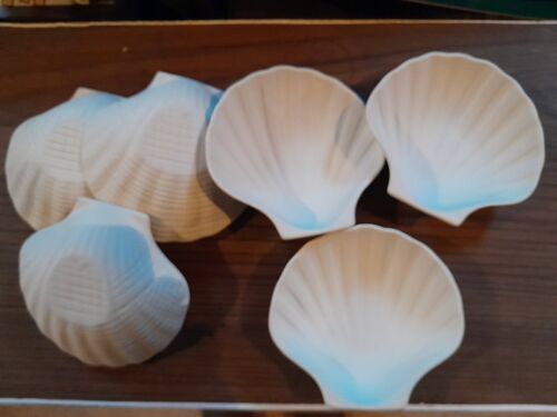 Lot 8 Véritables Coquilles St Jacques