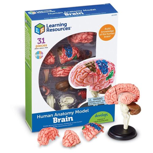 Learning Resources Anatomy Model - Brain