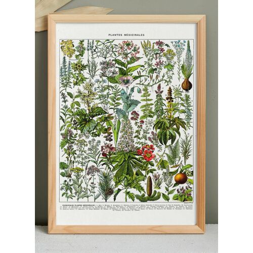 🍃 Affiche sur les plantes médicinales "gui", d'après une lithographie de 1928