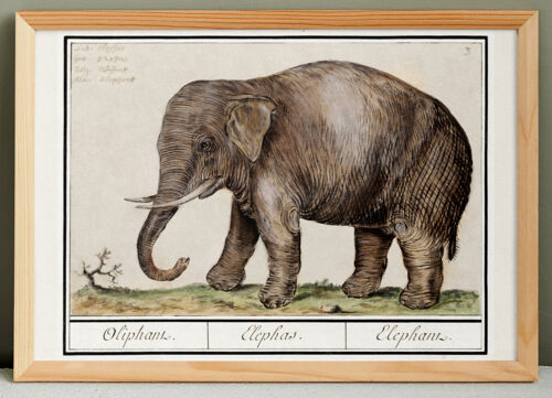 Petite affiche sur l'éléphant , d'après une gravure ancienne de 1610.
