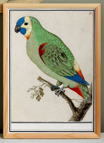 Petite affiche sur la perruche , d’après une gravure ancienne de 1610.