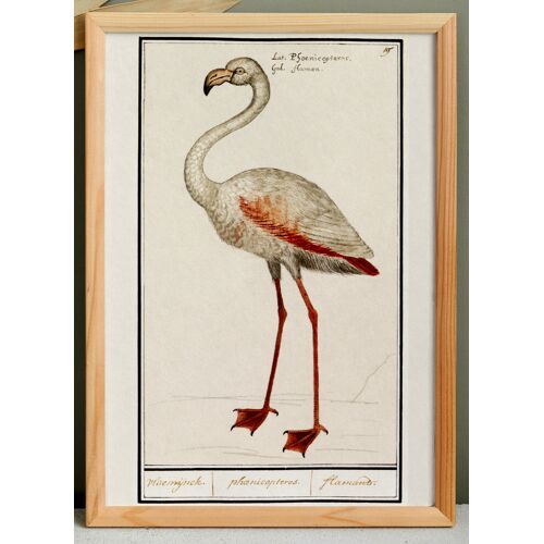 Petite affiche sur le Flamant rose, d'après une gravure ancienne de 1610.