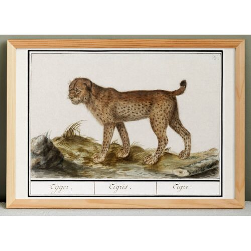 Petite affiche sur le tigre, d?après une gravure ancienne de 1610.