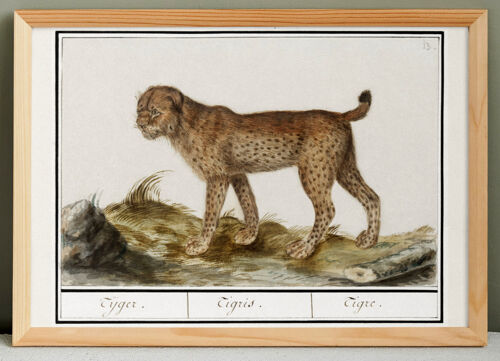 Petite affiche sur le tigre, d?après une gravure ancienne de 1610.