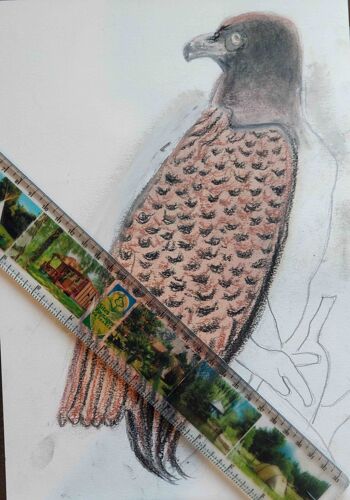 Tableaux De François Alinat : Oiseaux, Milan, Esquisse Et Définitif