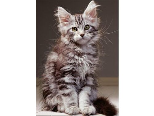 Puzzle Chaton Mignon Maine Coone 1000 pieces, Blanc / Gris - Animal Tendresse - Decoration - Set puzzle Adultes et Carte Animaux