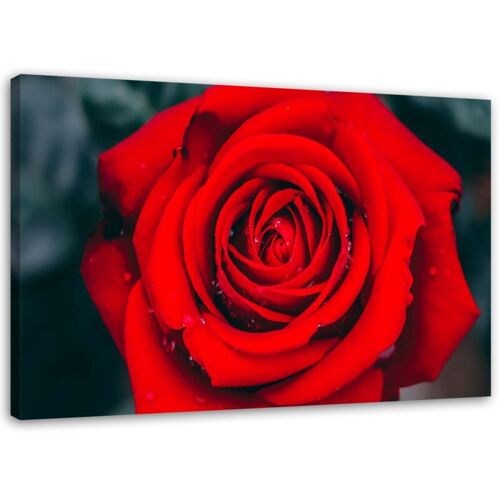 Tableau Sur Toile Belle Fleur De Rose Rouge 60x40