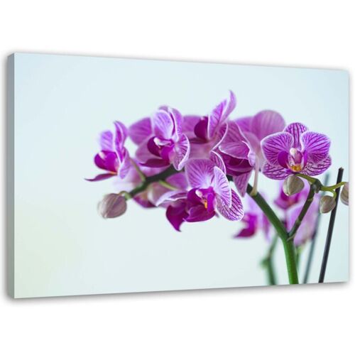 Tableau Décoratif Orchidées Roses 60x40