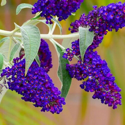 Pépinières Naudet - Arbre Aux Papillons 'black Knight' (Buddleja Davidii 'black Knight')