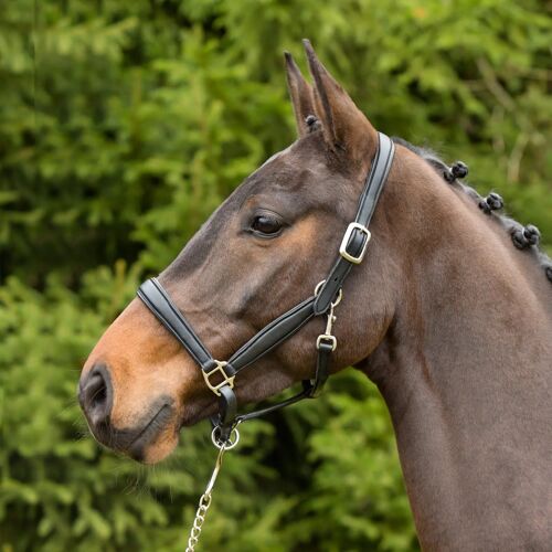 Licol Pour Cheval En Cuir Kieffer Ultrasoft® Full Mixte Noir