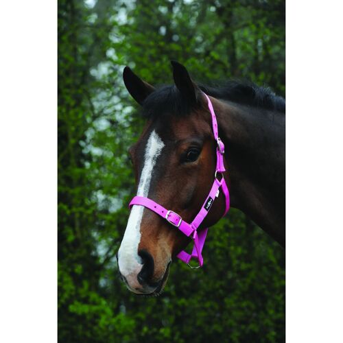 Licol Pour Cheval Weatherbeeta Saxon Economy Cob Mixte Rose
