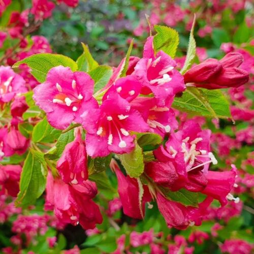Weigela 'bristol Ruby' (Weigela Florida X Coraeensis 'bristol Ruby')-Pépinieres Naudet
