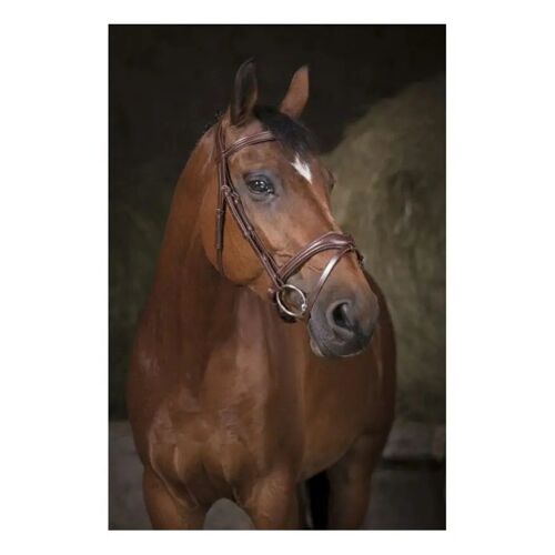 Bridons Équitation Norton Pro Vague