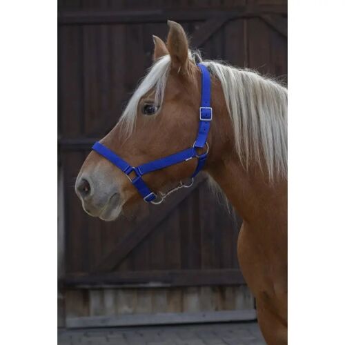 Licol Pour Cheval De Trait Norton Pro
