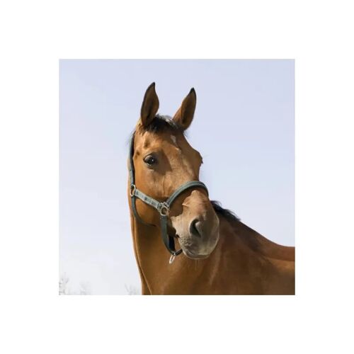 Licol Norton Reflective