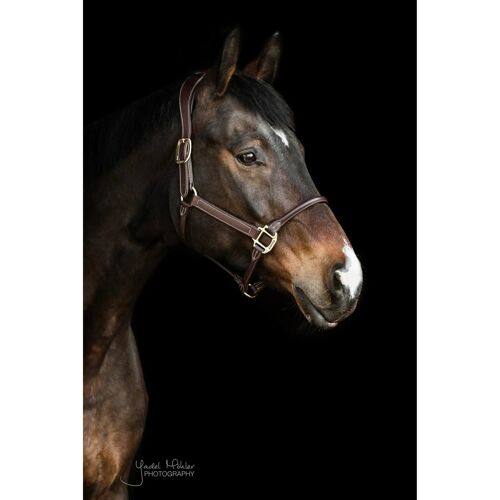 Licol Anatomique Cuir Kentucky