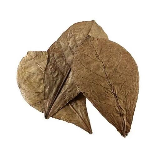 Conditionneur D'eau Hobby Nano Catappa Leaves (X12)