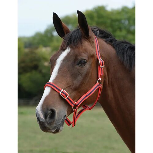 Ensemble Licol Et Longe Pour Cheval Roma