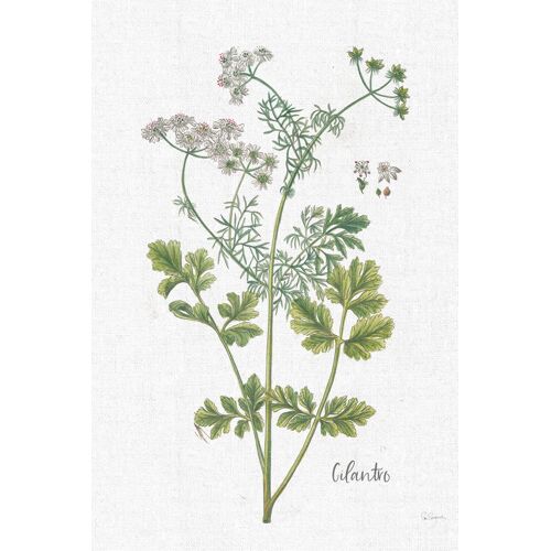 Tableau fleurs coriandre dessinée imprimé sur toile 60x90 cm