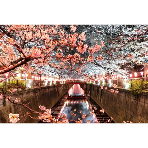 Tableau cerisiers et hanami à  Tokyo imprimé sur toile 90x60 cm