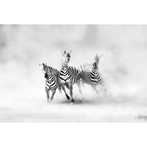 Tableau animaux racing stripes impression sur aluminium 120x80 cm