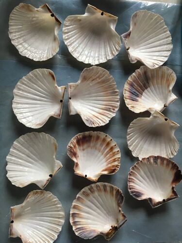 12 Verrines Avec Couvercle Pour Servir Élégamment Vos St Jacques