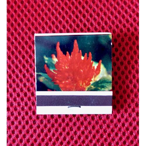 Ancienne Pochette D'Allumettes Série Fleur Celosie. Pleine