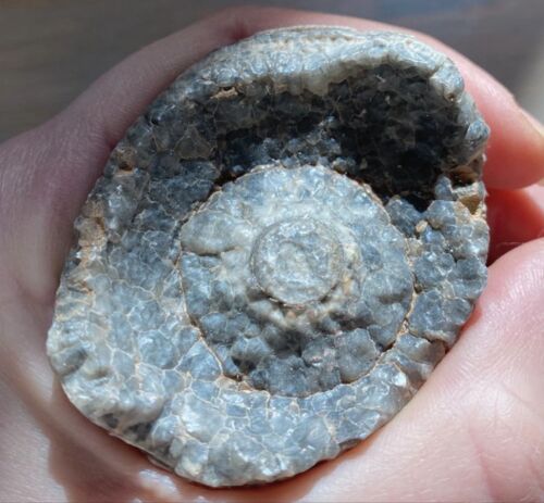 Fossile Fleur