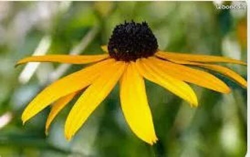 Jeunes Pieds De Rudbeckias Vivaces