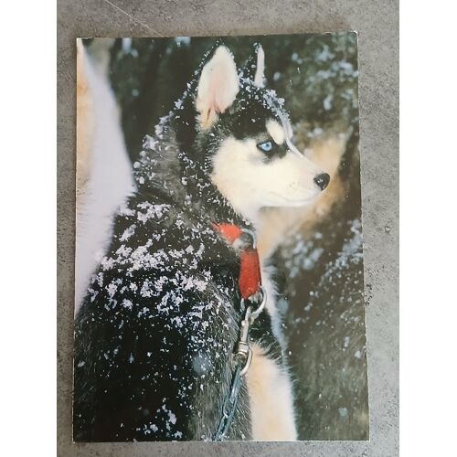 Husky
