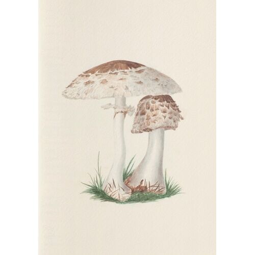 Champignons Des Midlands - Carnet : Notes Et Lectures